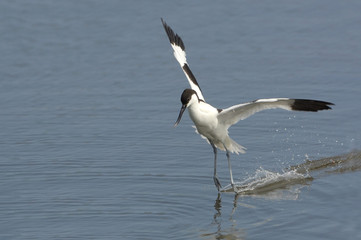 avocette en vol