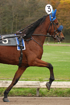 race-horse rounding the turn at race-course