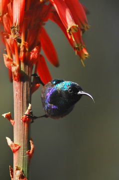 Palestine Sunbird (Nectarinia osea).