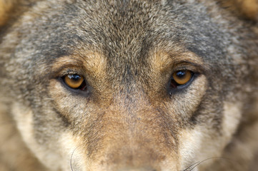 Portrait of wolf