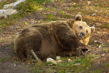 Sleeping brown European bear