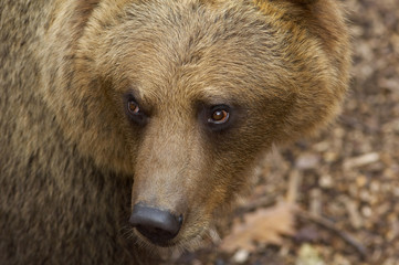 Portrait of European brown bear
