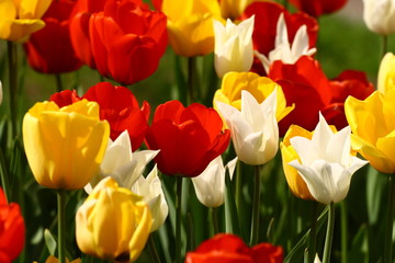 Fototapeta premium Tulips