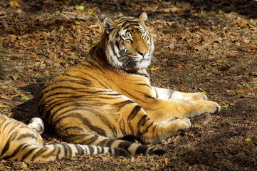 Fototapeta na wymiar Asian tiger