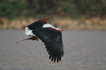 The catching (African Fish Eagle).