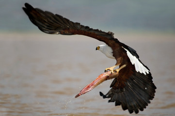 The catching (African Fish Eagle).