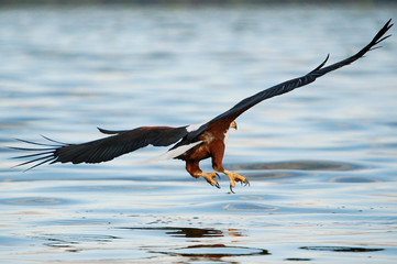 African Fish Eagle (Haliaeetus vocifer).