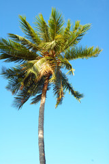 Obraz na płótnie Canvas Coconut Tree