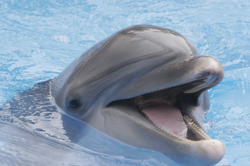 Obraz premium HAPPY DAY DOLPHIN