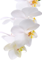 Fototapeta na wymiar Orchid kwiaty na białym tle