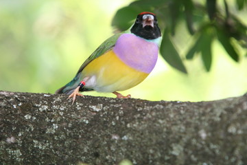 BIRD WATCHING