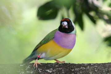 BIRD NESTING WATCHING FOR PREDATORS