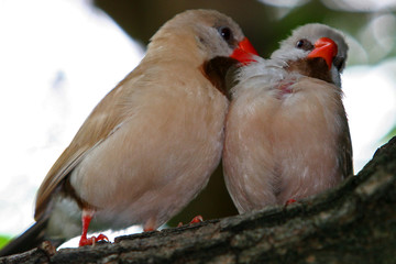 BIRD KISSING
