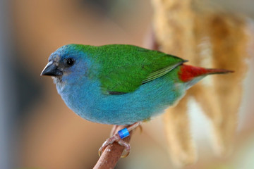COLORFUL SMALL BIRD
