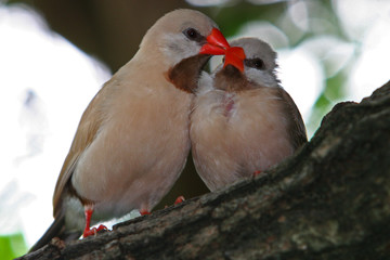 LOVE BIRDS