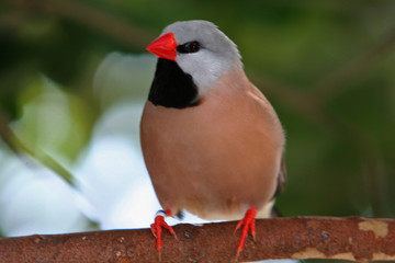FINCH