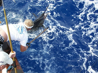 Blue Marlin