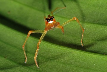 Tiny spider and leaf in the gardens 