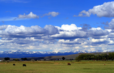Landscape snow topped mountains, and grazing cattle