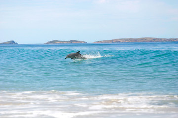 Surfing dolphin