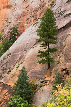 Pine Tree Growing out of Rock