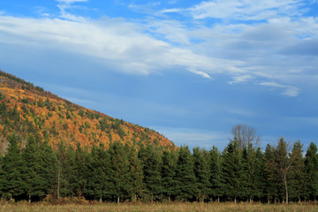 autumn cliff and fir
