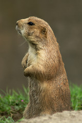 Prairiedog