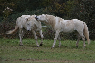 2 camarguais se chamaillant