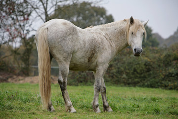 Obraz premium camarguais au prè