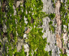 Texture of tree bark with moss