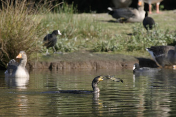 Cormoran pêchant un poisson