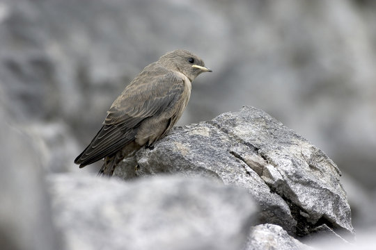 Hirondelle des rochers