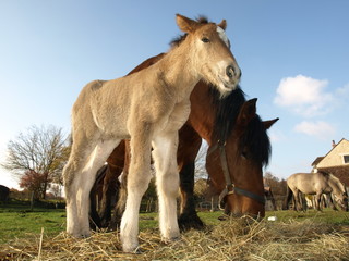 poulain et sa m&egrave;re