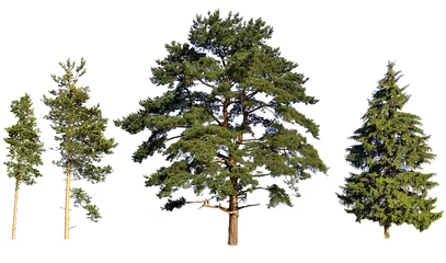 Wandaufkleber tree pines and fir © Alexander Potapov