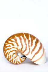 nautilus