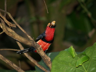 Red Parrot