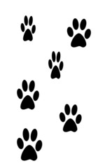 dog footprints