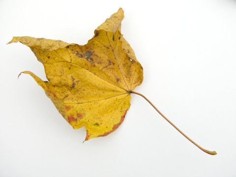 Dried single yellow Maple Tree Leaf on a white ground