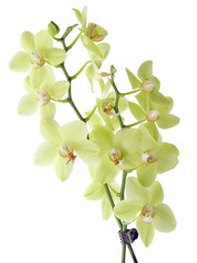 lovely orchids in yellow colours