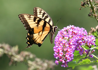 Obraz premium Tiger Swallowtail Butterfly on Flower