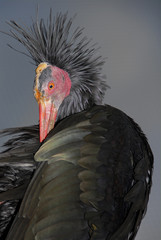 Ein Waldrapp bei der Körperpflege