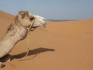 tête de dromadaire dans le Sahara au Maroc