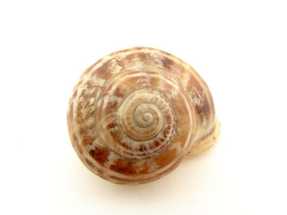 Spiral shell