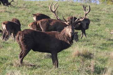 wild red deer stag