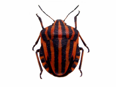 Shield-bug.