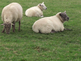 Group of sheep