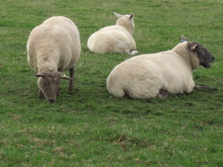 Fototapeta premium Sheep in field