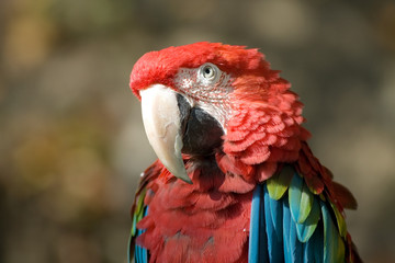 Macaw