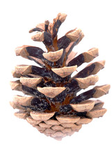 Pinecone over white background