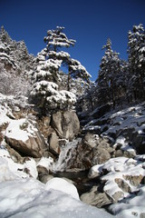 Sapins enneig&eacute;s et ruisseau
